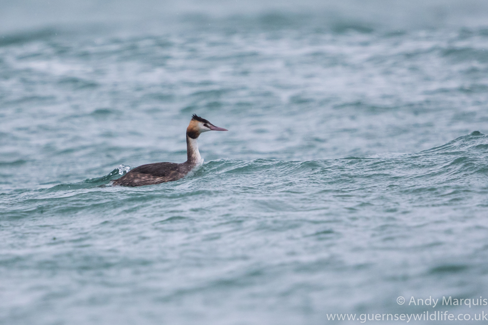 Great Crested Grebe 7757