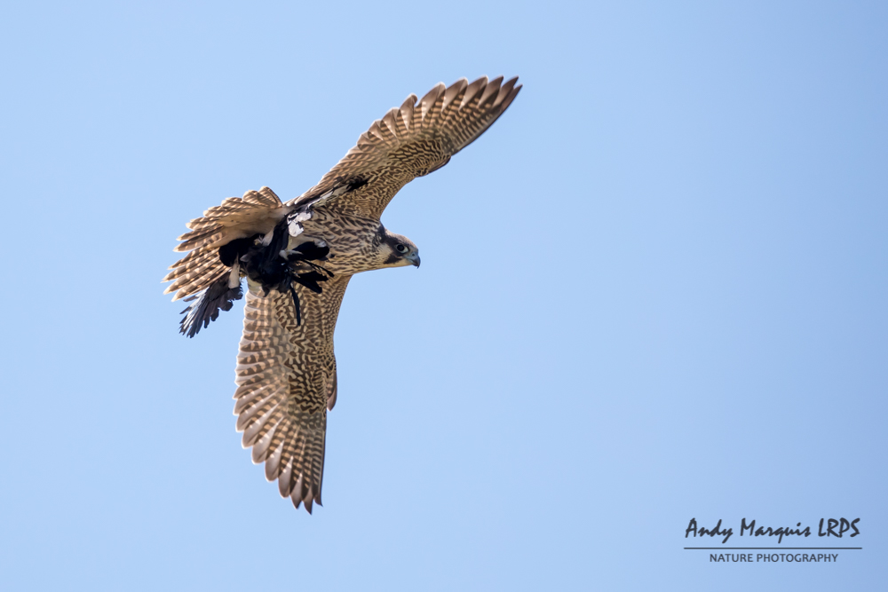 Peregine Falcon with Magpie prey 8120