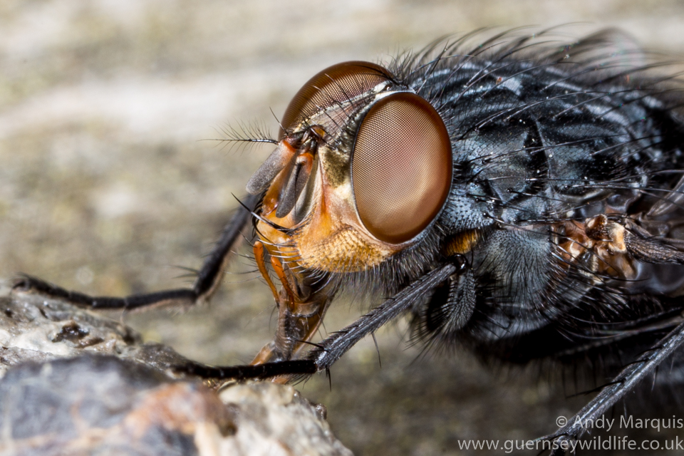 Sarcophagidae sp (blow fly)