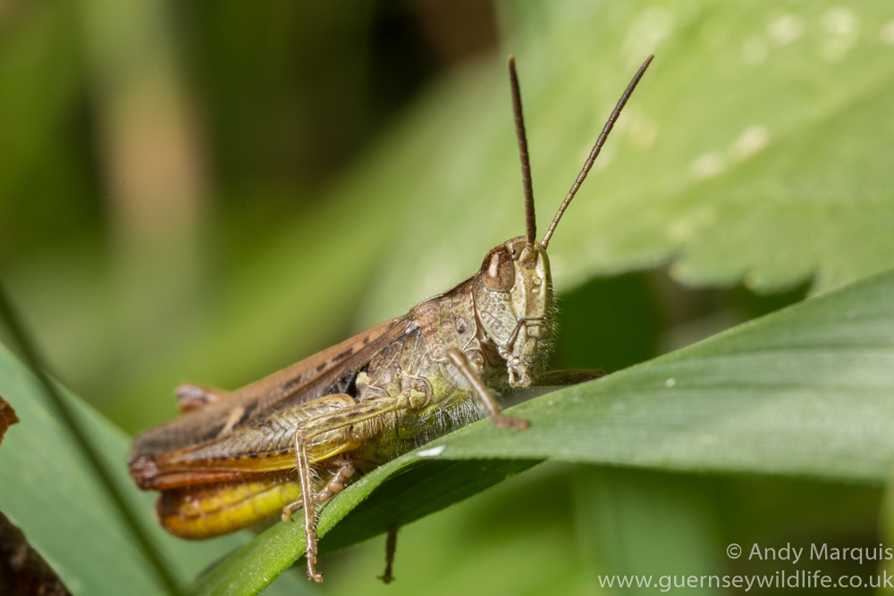 Field Grasshopper 9310