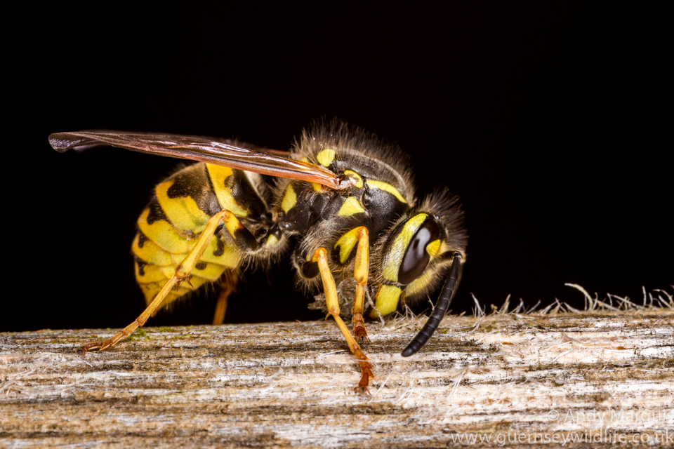 Vespula germanica (German Wasp)