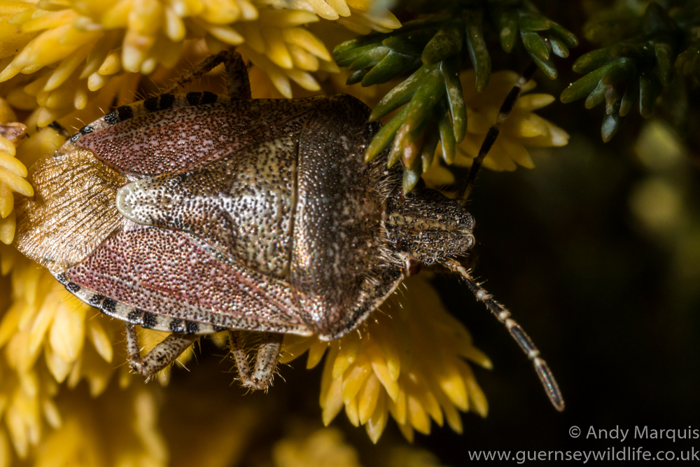 Dolycoris baccarum - Sloe or Hairy Shieldbug-5972