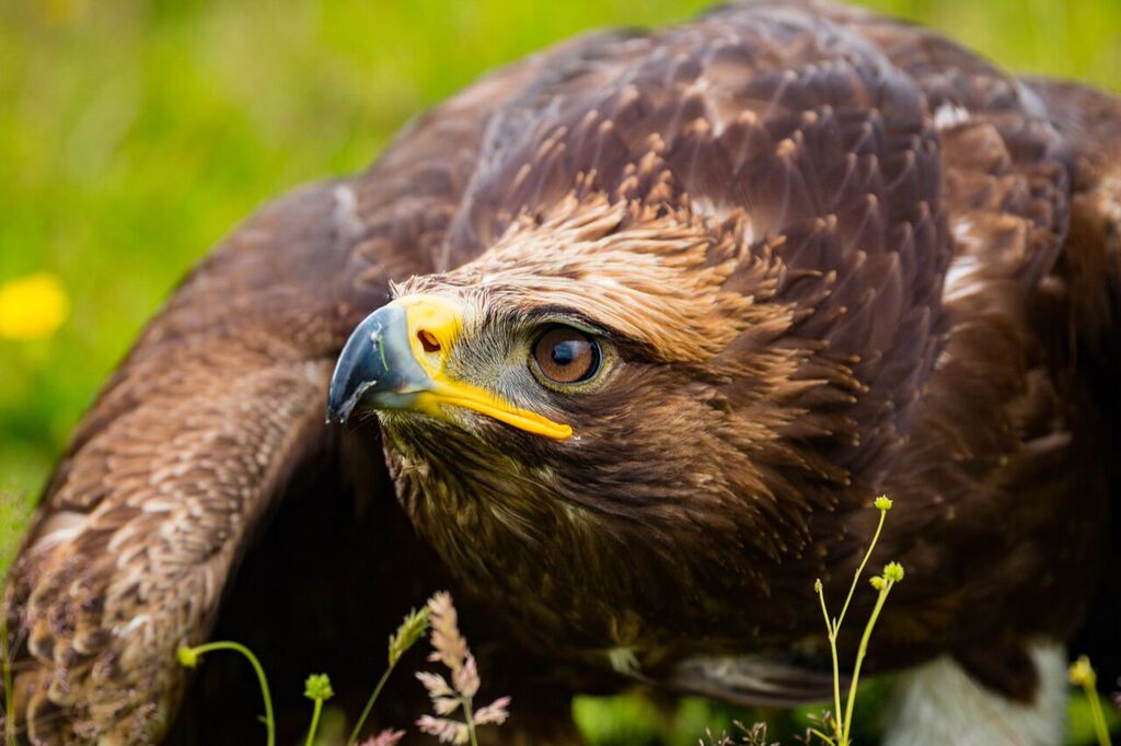 Golden / Steppe Eagle Hybrid