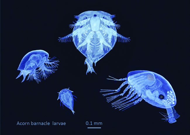 Watercolour of acorn barnacle larvae; three naupliar and a cyprid stage