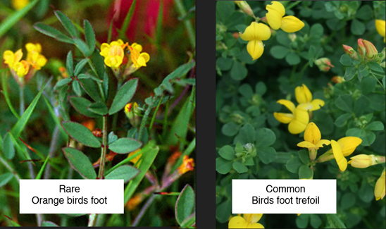 Flowers and foliage of rare and common birds' foot species