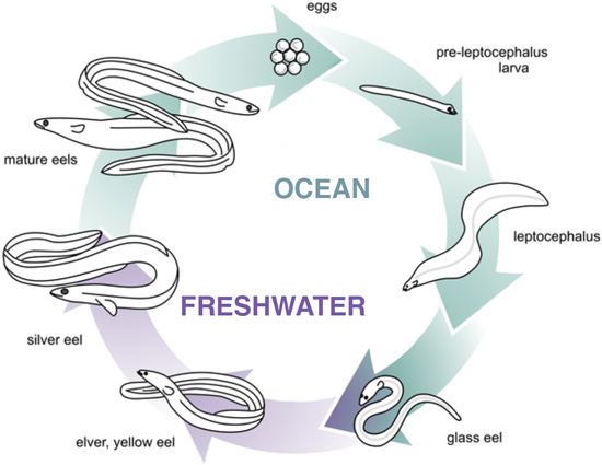 Drawing of life cycle stages in ocean and freshwater stages.