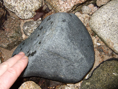 Grey siltstone pebble