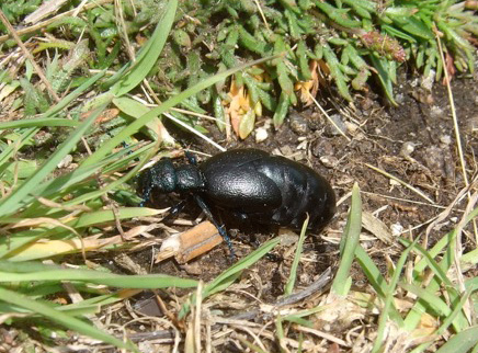black oil beetle, with small wing cases and large abdomen clearly visible