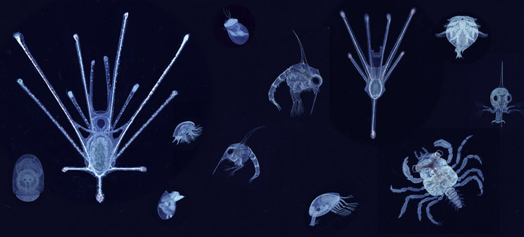 Watercolour paintings of invertebrate planktonic larvae