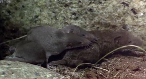  Young shrews holding onto each other whilst moving nests.