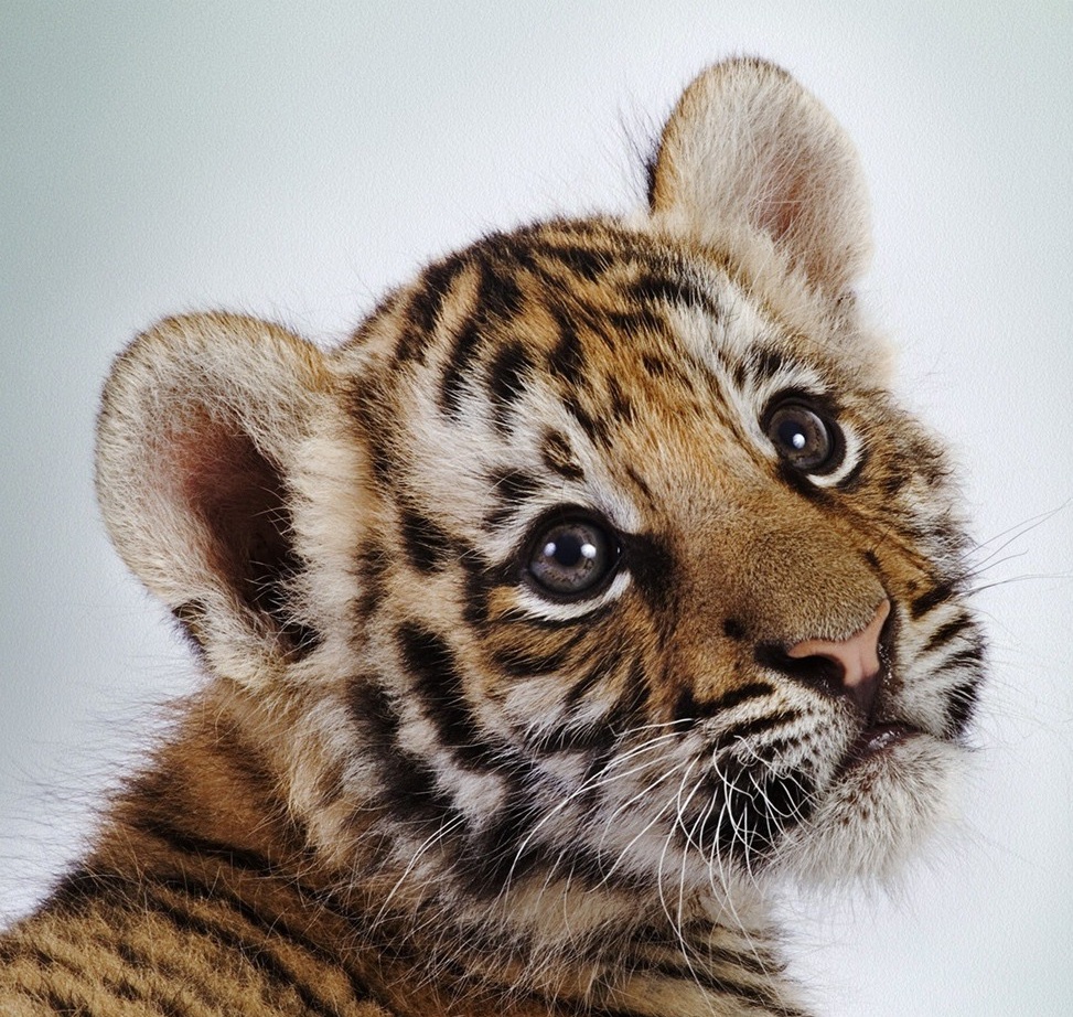 baby-tiger-pictures-20.jpg