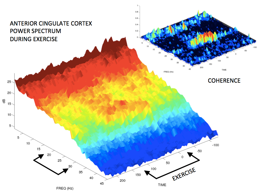 Anterior Cingulate Cortex Power spectrum During Exercise.
