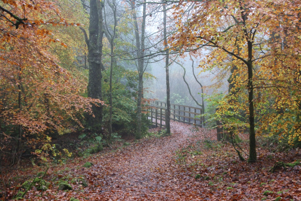 Autumn leaves on Loch Venacher path