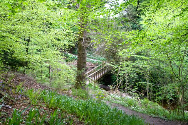 Bridge on the trail