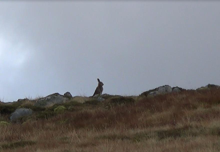 Mountain Hare on Skyline