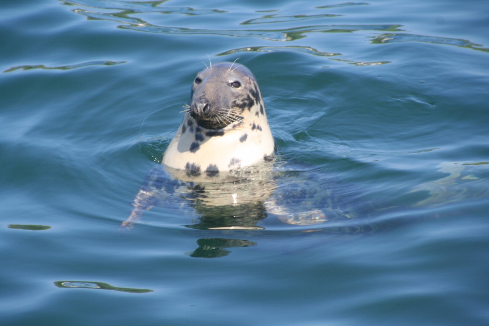 A friendly seal near Campbeltown pier