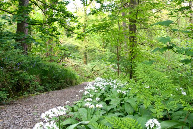 Flowers and ferns on the trail