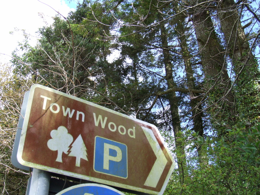 Dalbeattie Town Wood