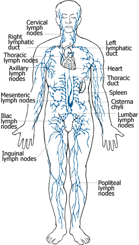 Human body diagram showing the various lymph nodes and ducts around the body
