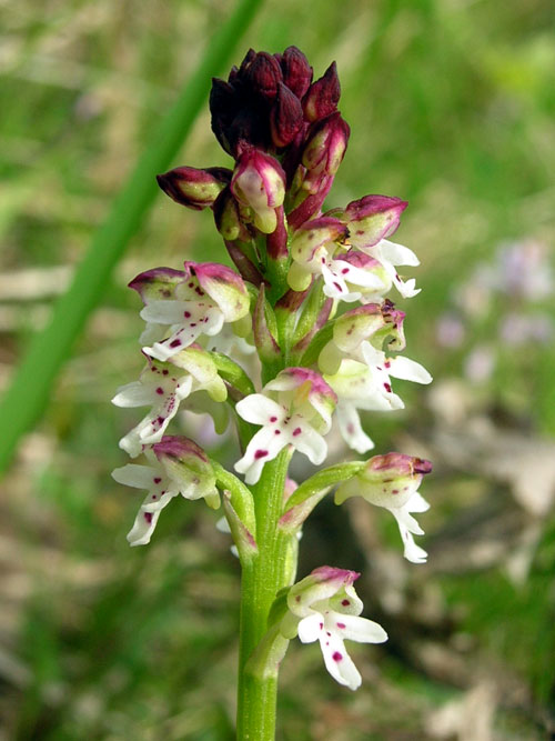 Burnt-orchid  Orchis ustulata France