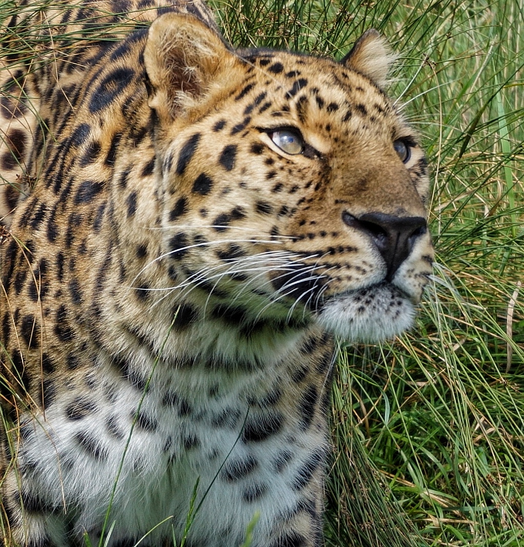 Protect Big Cats - Leopard Teardrop Pendant