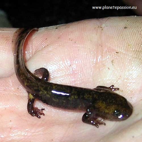 Well developed Salamander Larva France