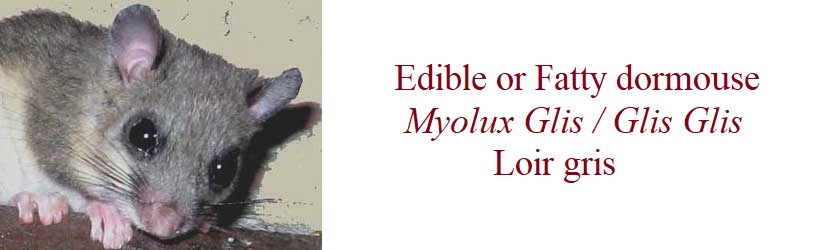 Edible or Fatty dormouse, Myolux Glis / Glis Glis, Loir gris in France