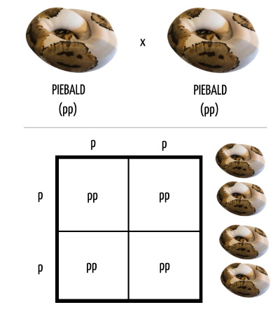 Piebald x Piebald pairing Punnett square