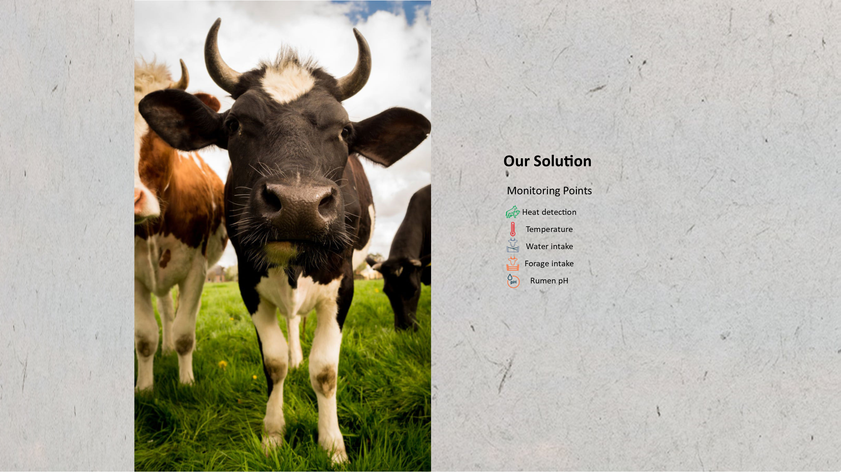Moonsyst smart rumen bolus monitors heat detection, temperature, water intake and forage intake.