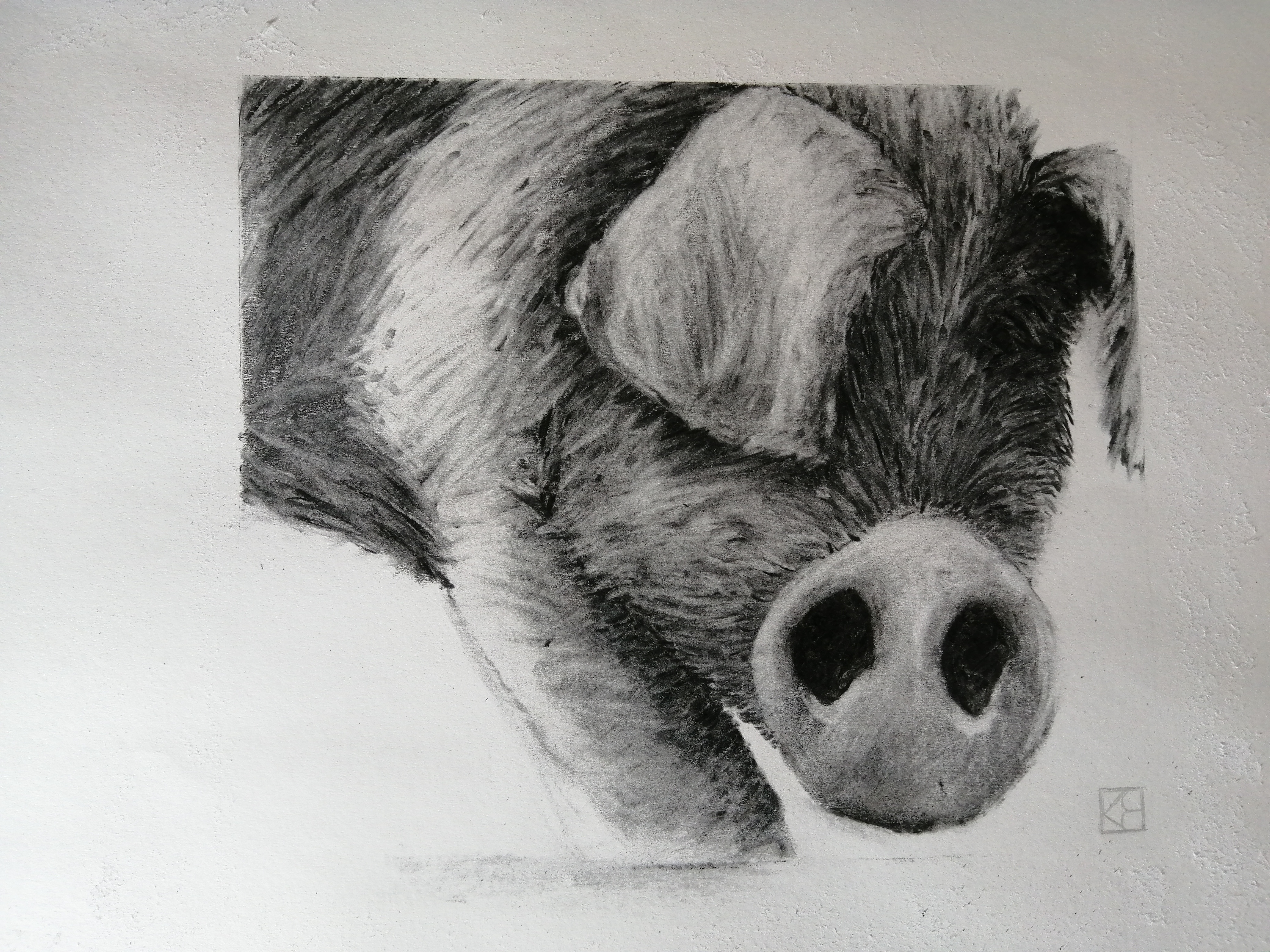 Day 8.  High Farndale Pig