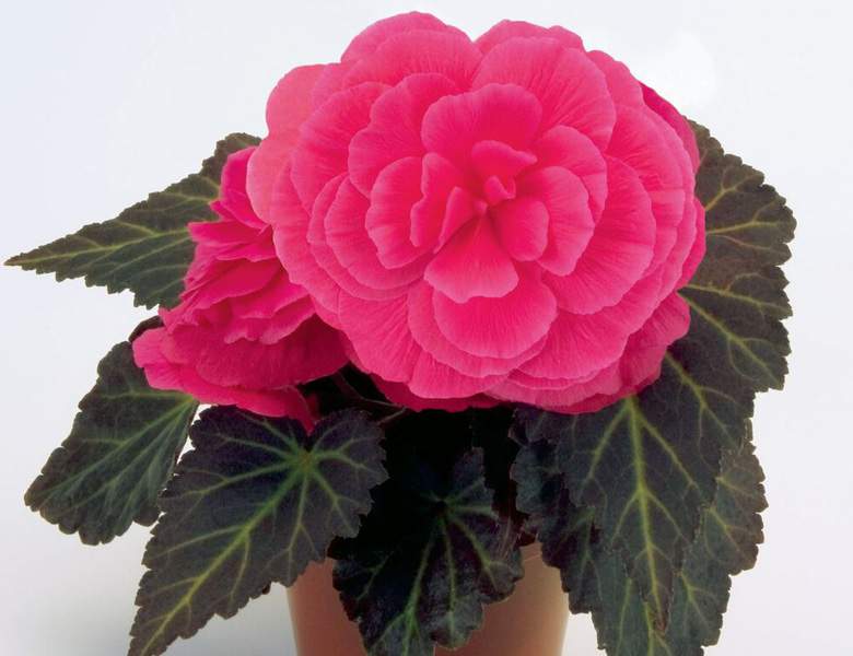 Summer; Nonstop Begonia Rose