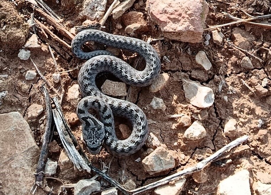 Southern-smooth-snake