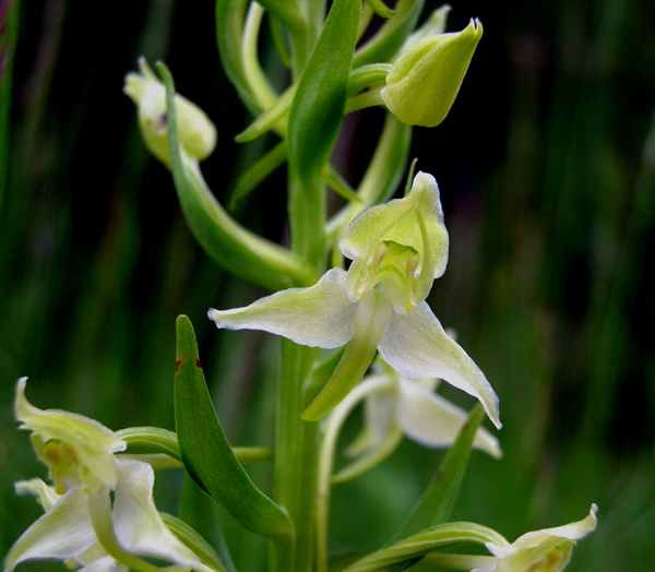 Greater Butterfly Orchid  Platanthera chlorantha France