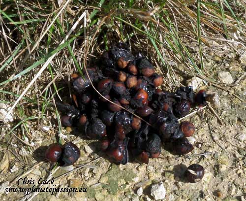 Marten excrement in France with cherries