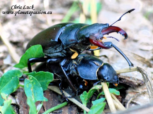 Stag beetles mating in France