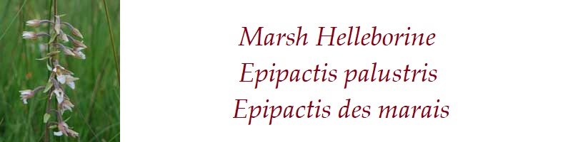 Marsh Helleborine  Epipactis palustris  Epipactis des marais France