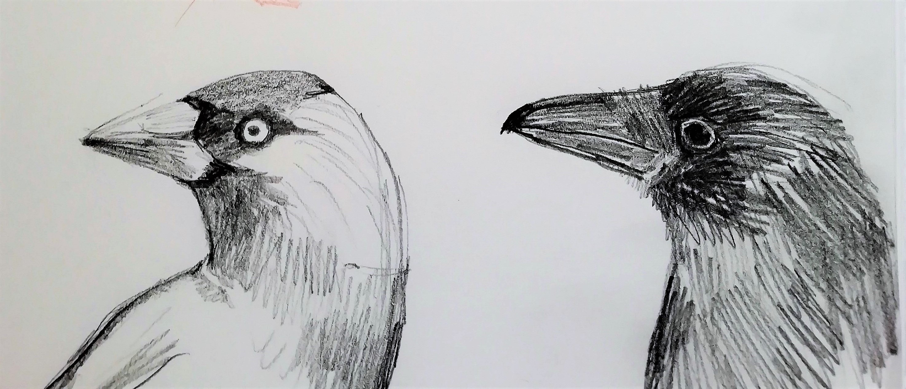 Jackdaw and Crow