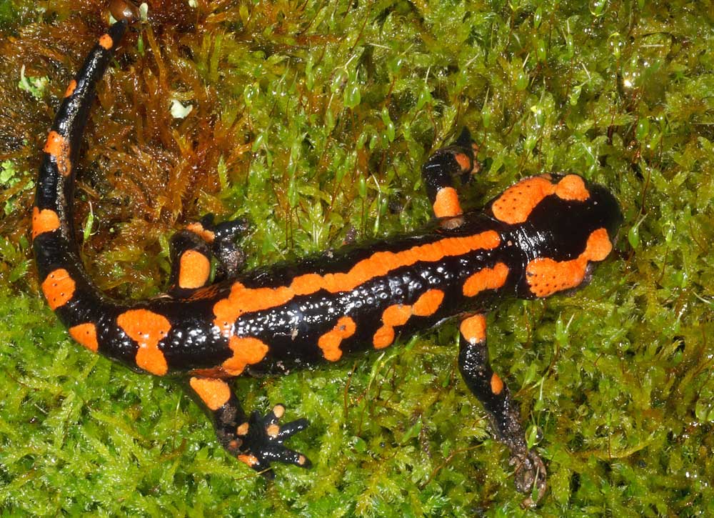 Orange marked salamander France