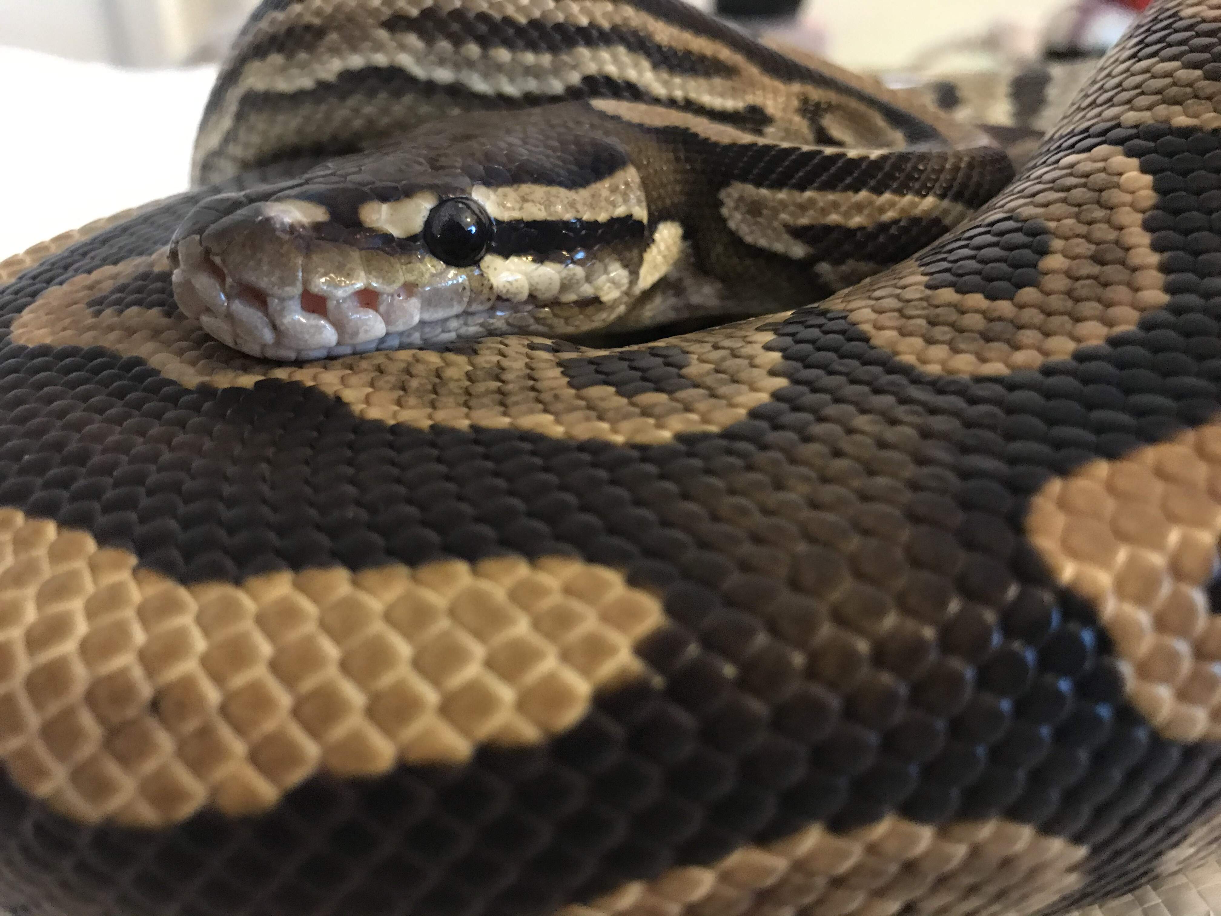 Black Pastel Royal Python