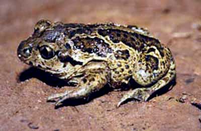 Spadefoot toad in France