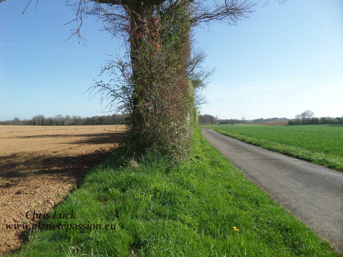 Farmland and hedgerow France