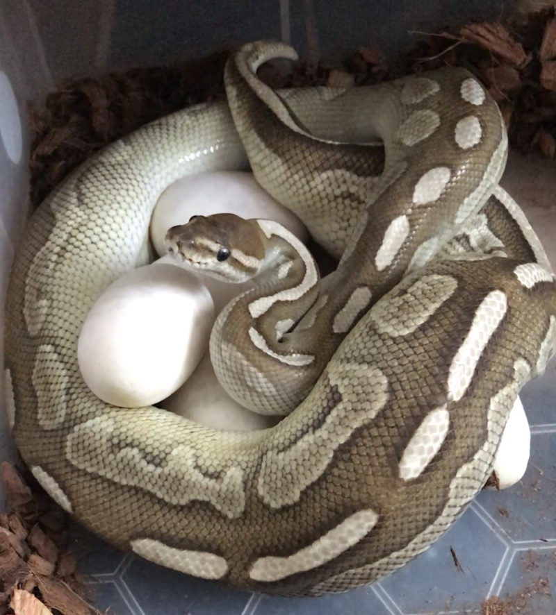 Female Royal Python sat on a clutch of eggs