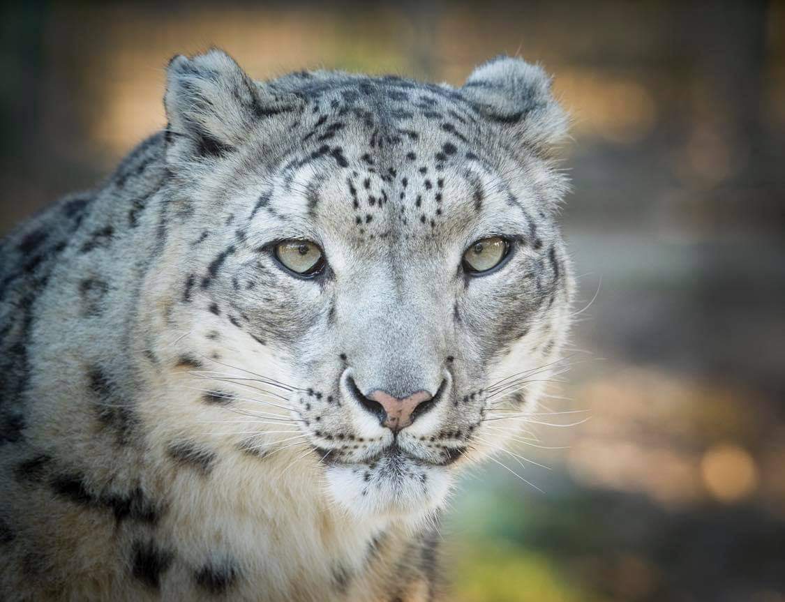 Protect Big Cats - Snow Leopard
