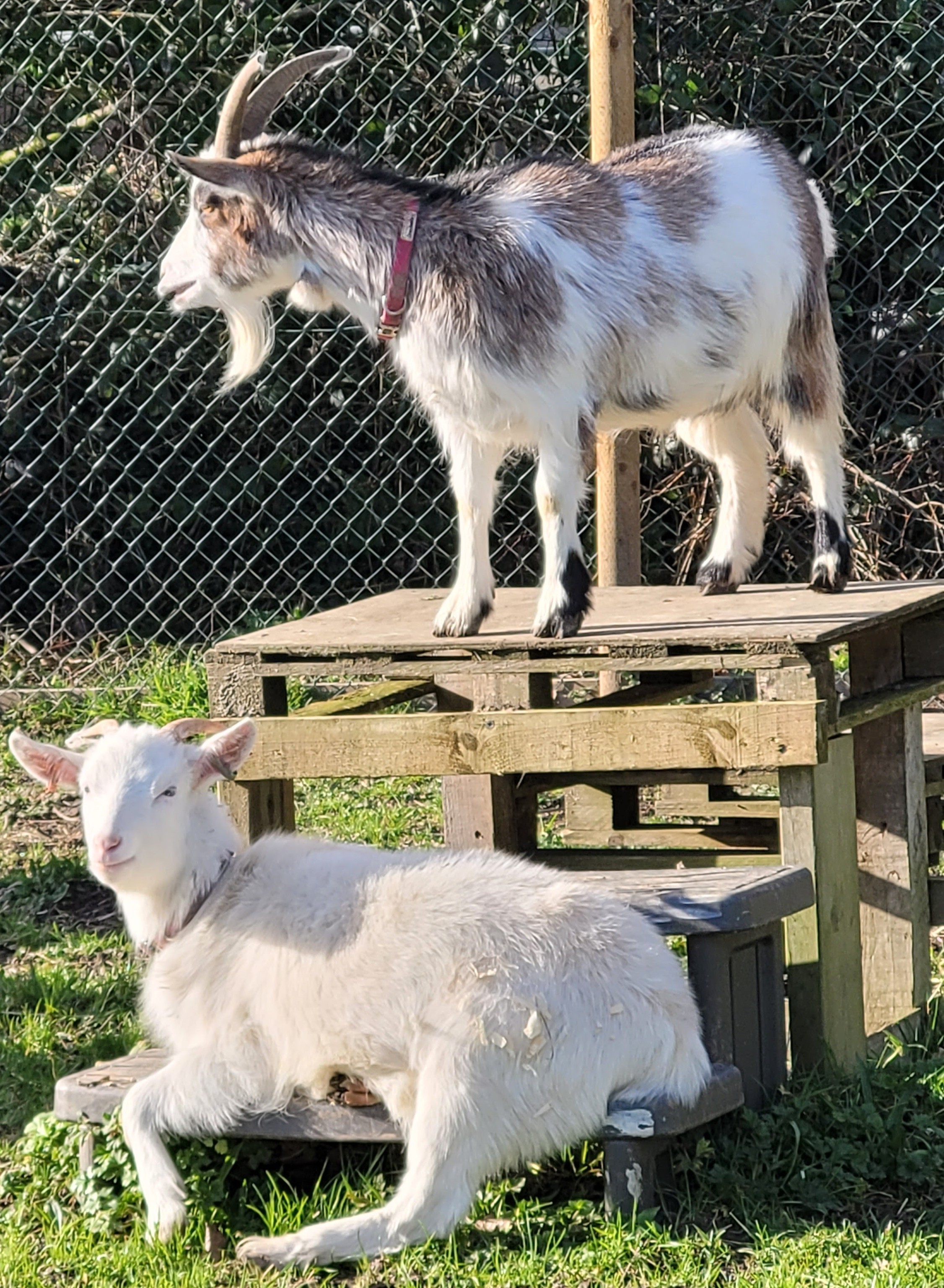 Caring for our herd