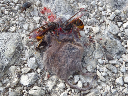 Asian Hornet and dead vole, France