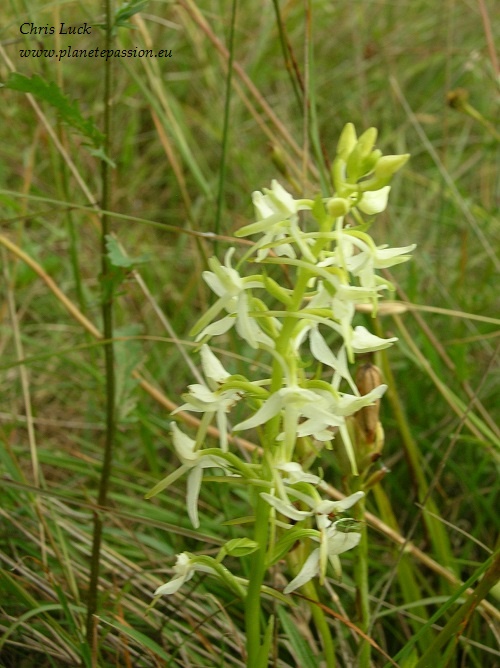 Lesser Butterfly Orchid  Platanthera-bifolia France