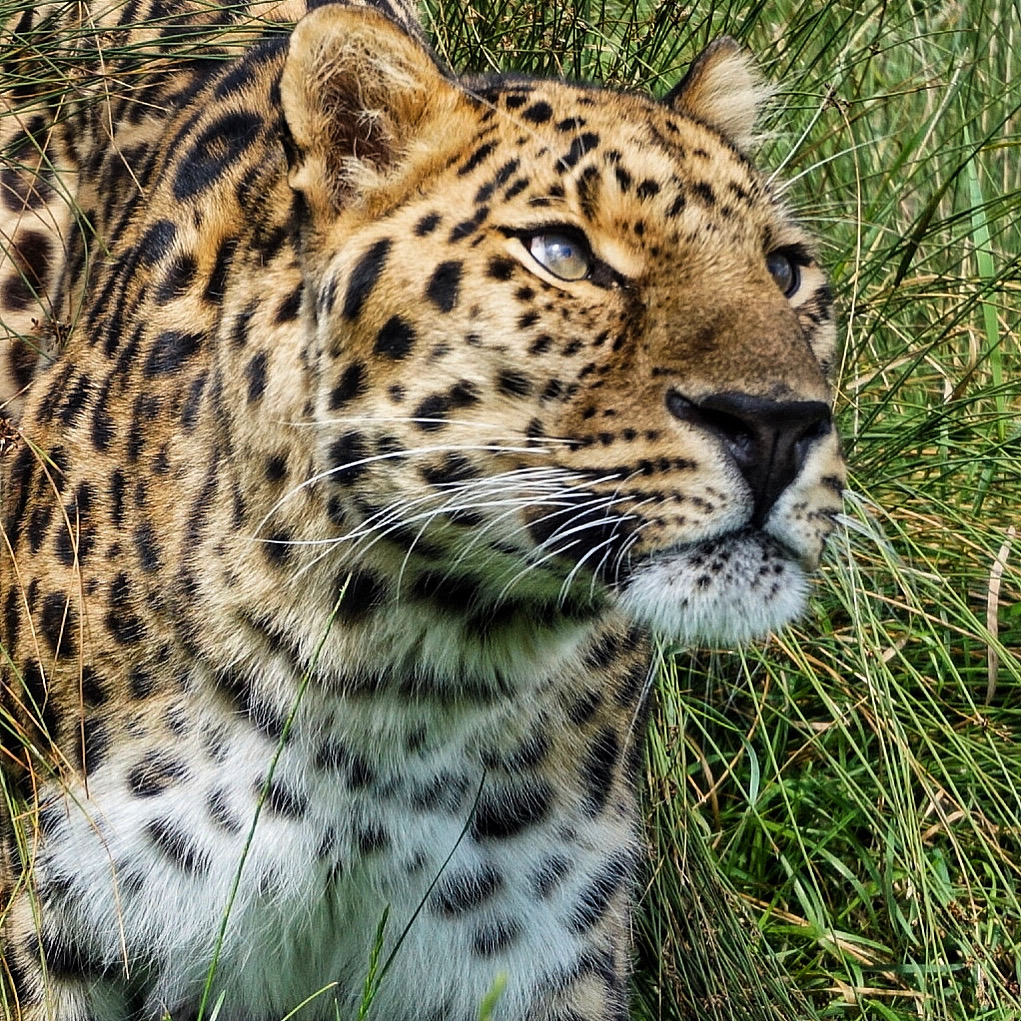 Protect Big Cats - Leopard Long Pendant