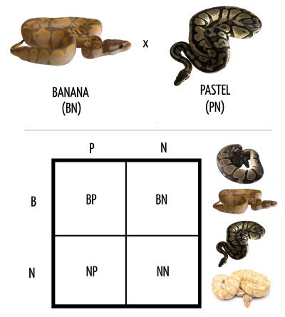 Incomplete Dominant x Incomplete Dominant Punnett Square