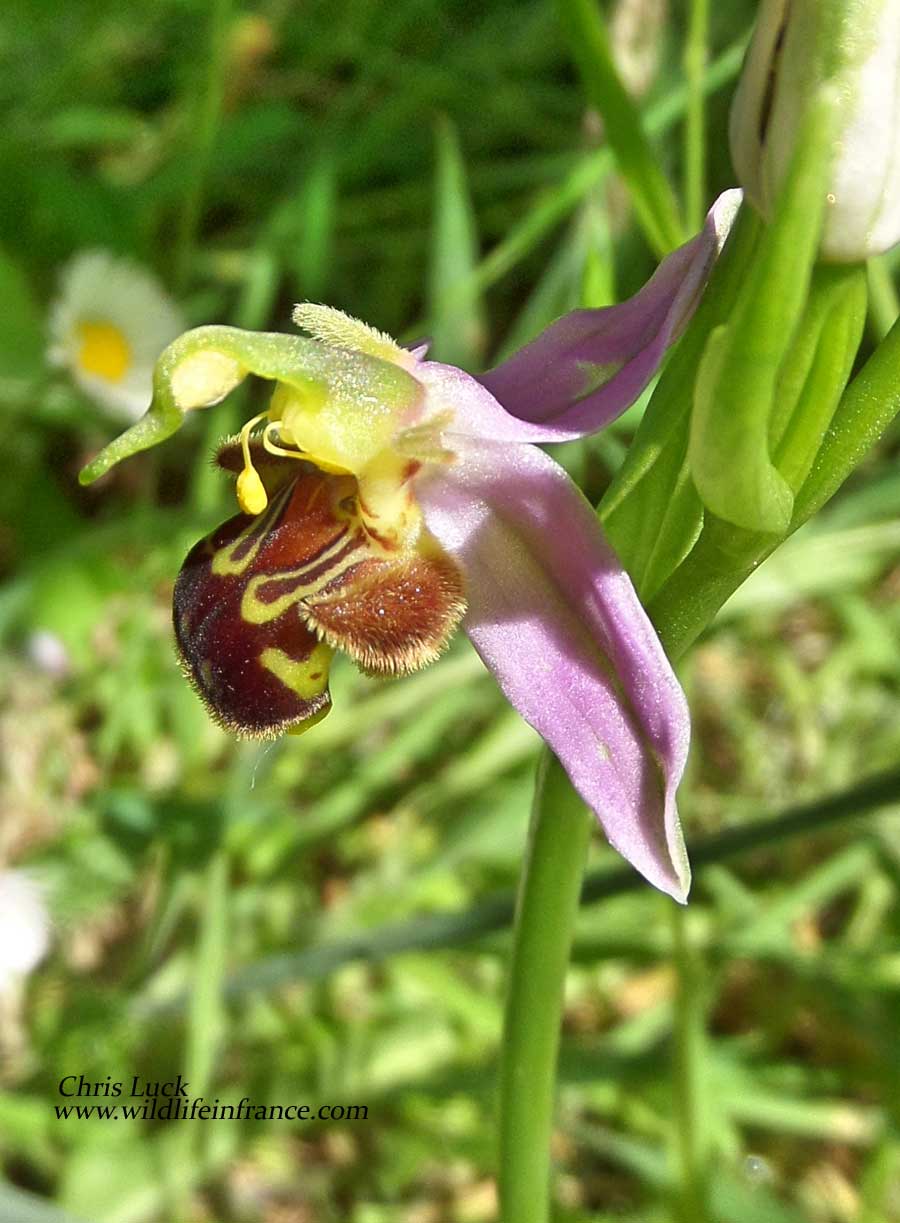 Bee-orchid  Ophrys-apifera France