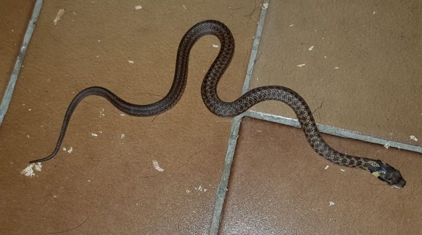 Juvenile Aesculapian snake France